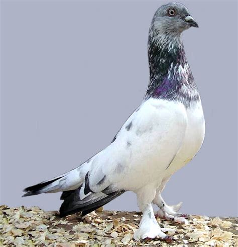 Budapest Highflyer Pigeon Origin Characteristics