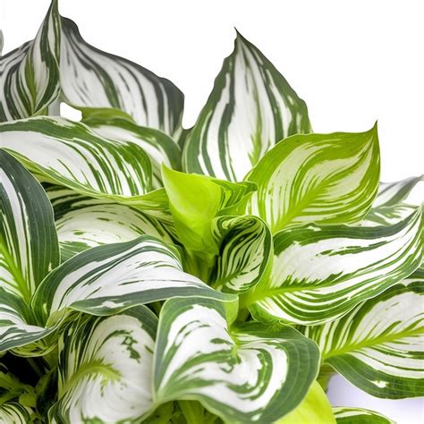 Hosta Abigarrada Que Muestra Toda La Planta Con Un Fondo Blanco Foto