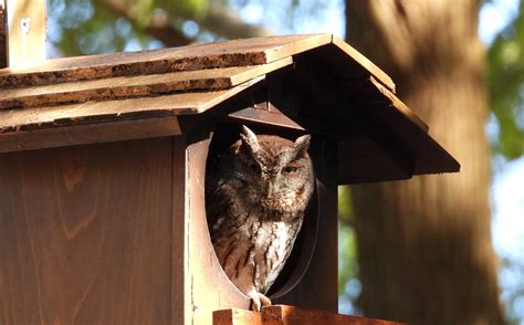 Ranch Style Owl Houses For Horned Owl Burrowing Owl Screech Etsy