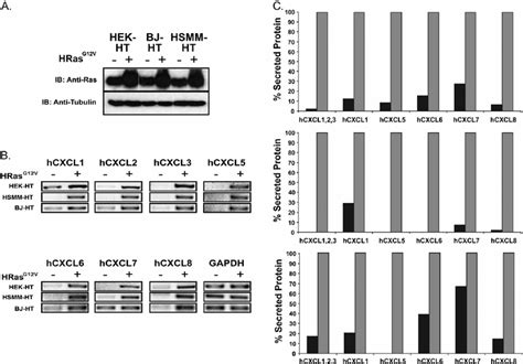 Hras G V Increases Expression And Secretion Of Elr Cxc Chemokines