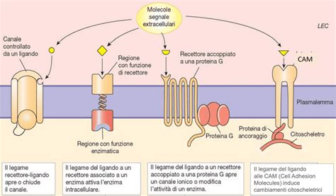 Recettori Di Membrana E Trasporto Di Membrana