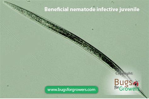 A new species of entomopathogenic bacteria — Nematode Information