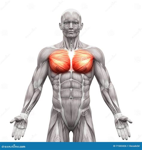 Chest Muscles Pectoralis Major And Minor Anatomy Muscles Iso Stock