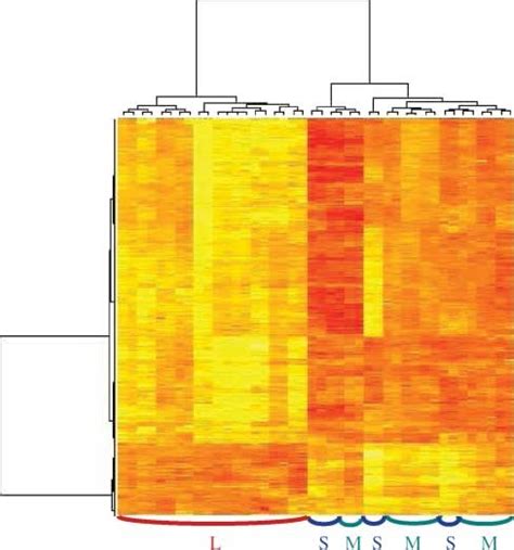 Heat Map Display Of Unsupervised Hierarchical Clustering Of 643 Cdnas