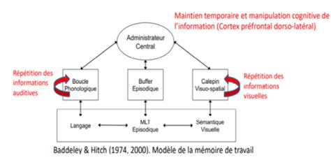 Psycho Cognitive Pt 2 L2 S3 Cartes Quizlet