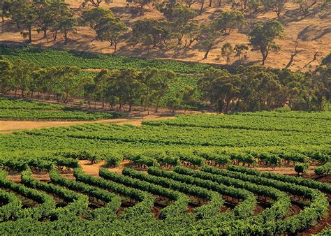 Visit Clare Valley On A Trip To Australia Audley Travel Us