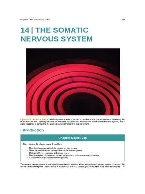 Chapter 14 The Somatic Nervous System Pdf Senses Taste