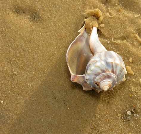 Knobbed Whelk Shell Sandra Richard Flickr