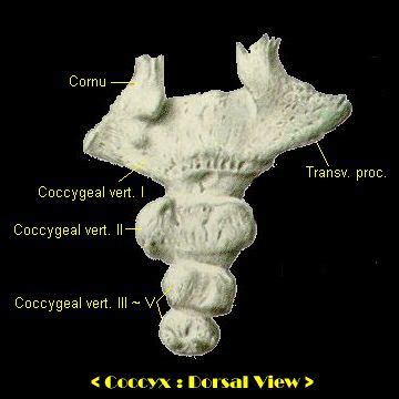 the normal coccyx