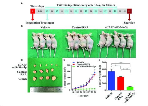 Bioengineered Ncarmir 34a 5p Effectively Inhibits Tumor Growth In Es