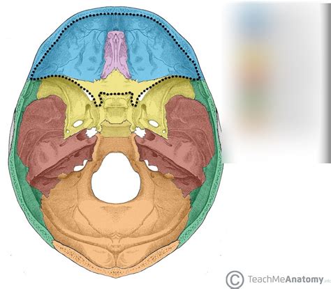 Osteology Of The Skull 1 Diagram Quizlet