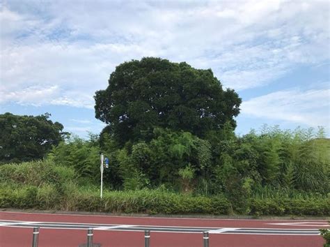 横浜時報 On Instagram “阿久和団地の新道路近くにある木。 とてもよく目立つ。もともとはジャングルのような雑草が生い茂り、木々が多かったところにあった一つの木だった。しかし近くに