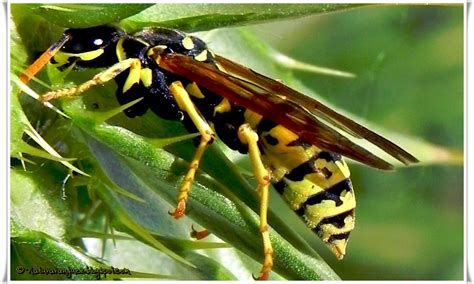 Naturaranjuez Avispa Vespula Vulgaris