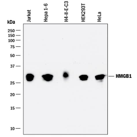 Hmgb1hmg 1 Rat Anti Human Mouse Rat Clone 951420 Randd Systems