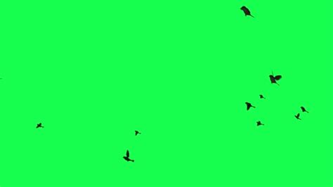 Animation Flock Birds Flying Green Screen Stock Video Footage By