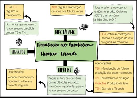 Mapa mental hipotálamo Mapa mental Hipófise Endocrino