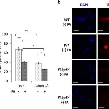 Effect Of Fa On Noggin Expression In Fkbp Embryo Lumbar