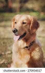 Smiling Golden Retriever Isolated Stock Photo 270934517 | Shutterstock