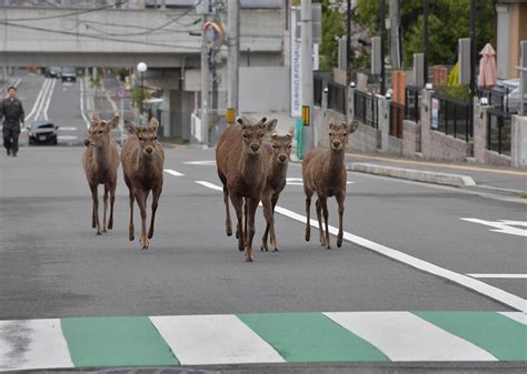 エサ探し、さまよう奈良公園のシカ 写真特集46 毎日新聞