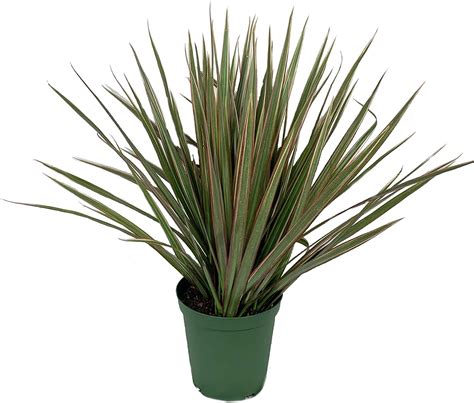 Amazon Dracaena Marginata Bicolor Live Plant In A Inch Pot