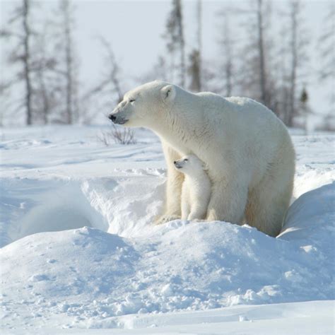 Jutarnji list Nahraniti mladunče polarnog medvjeda znači potpisati