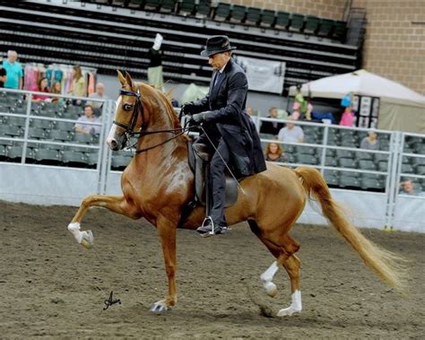 CSP Worthy Wager...awesome National Show Horse. | Horses, Show horse, Beautiful horses