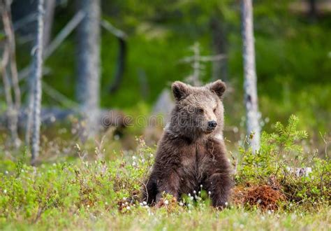 Urso Do Continente Horribilis Dos Arctos Do Ursus Imagem De Stock