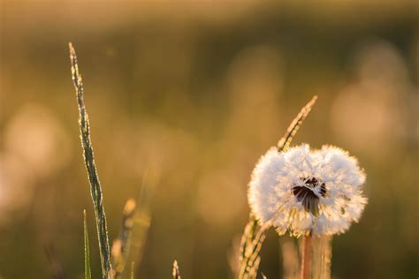 Wallpaper Sunlight Nature Field Branch Green Morning Blossom