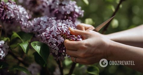 Почему нельзя рвать сирень: последствия, о которых вы даже не догадывались