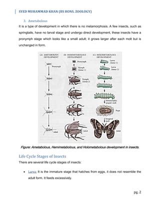 Metamorphosis in Insects | PDF