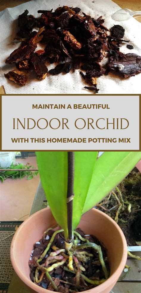 Orchid Potting Soil Mix Orchid Flowers