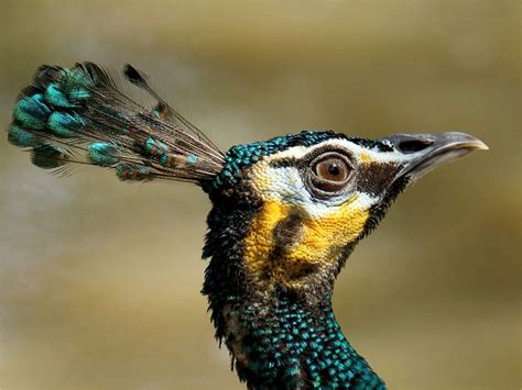 Fotos Aviario Nacional Galería de Fotos ELTIEMPO