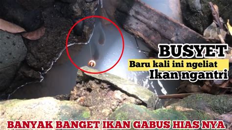 Ini Baru Luar Biasa Ikan Nya Sampe Ngantri Begini Mancing Ikan Gabus