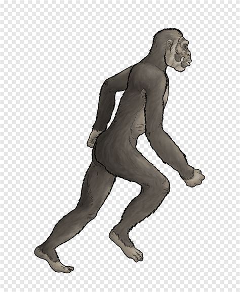 Homo Sapiens Primate Australopithecus Afarensis Lucy Australopithecus