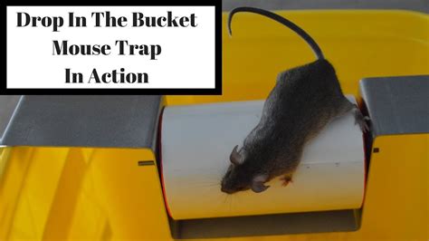 Drop In The Bucket Mouse Trap In Action With Motion Cameras Mousetrap