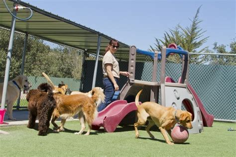 How Much Does Doggy Day Care Cost? 2024 Price Guide | Pet Keen