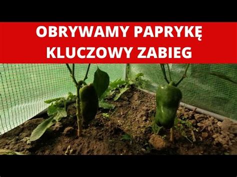 Jak obrywać paprykę Jak uprawiać paprykę Usuwanie wilków w papryce