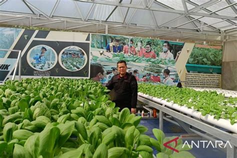 Dptph Kaltim Urban Farming Solusi Pemenuhan Pangan Di Perkotaan