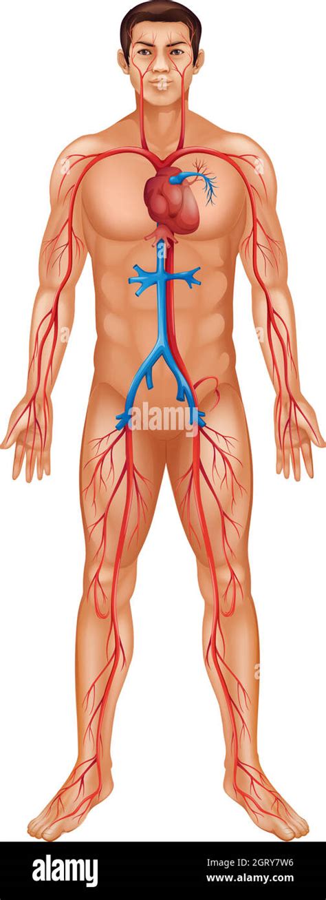 Male Chest Anatomy Heart Veins Hi Res Stock Photography And Images Alamy