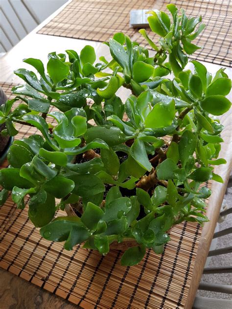 Jade Plant Money Plant Crassula Ovata Friendship Tree Succulent Brings Good Luck