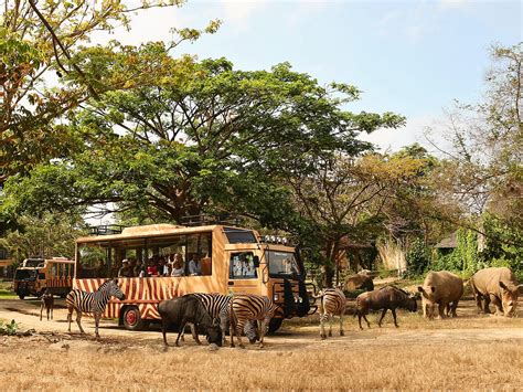 26 Off Bali Safari And Marine Park Tickets Wandernesia