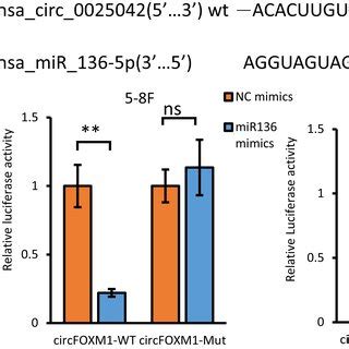 MiR1365p Regulates The Proliferation And Invasion Of NPC Cells 58F