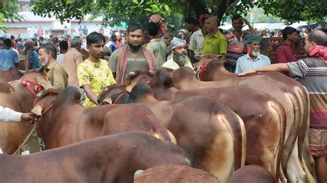 ২০২৪ কুরবানির টার্গেট করে খামার উপযোগী শাহিওয়াল জাতের ষাঁড় গরুর দর