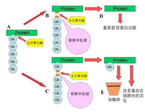 激动剂抑制剂全推荐——去泛素化酶（dub） 爱必信（上海）生物科技有限公司