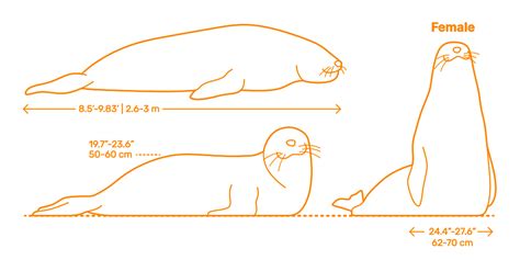 Southern Elephant Seal (Mirounga leonina) Dimensions & Drawings | Dimensions.com