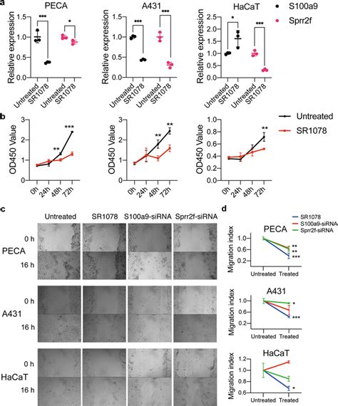 Progression of mouse and human cSCC cell lines were inhibited by Rorα