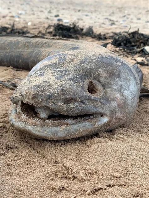 Another Huge Conger Eel Found On Devon Beach Devon Live