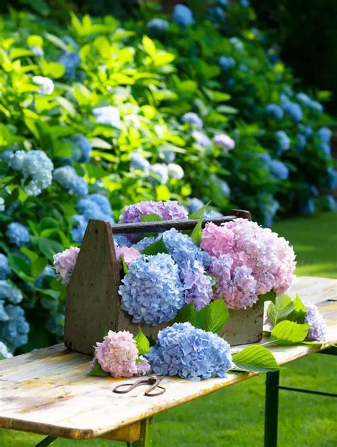 20 Dreamy Hydrangea Gardens That Are Giving Us Major Inspiration Artofit