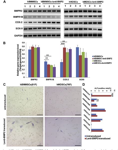 Figure From A Comparison Of Bone Regeneration With Human Mesenchymal