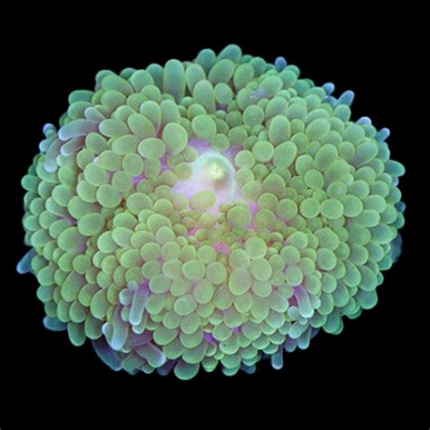 Buy Green Ricordea Mushrooms Live Corals For Sale Vivid Aquariums